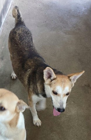 Cheeky - Mixed Breed Dog