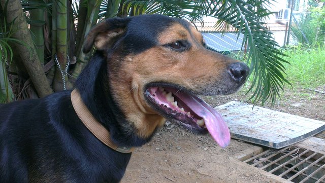 Mantap The Labrador Rottweiler Mix - Labrador Retriever + Rottweiler Dog