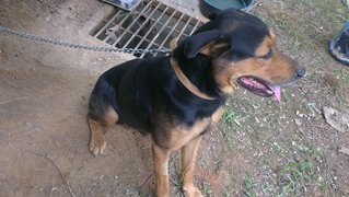 Mantap The Labrador Rottweiler Mix - Labrador Retriever + Rottweiler Dog