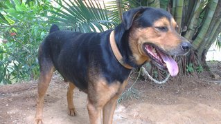 Mantap The Labrador Rottweiler Mix - Labrador Retriever + Rottweiler Dog