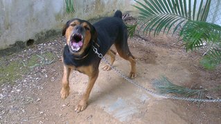 Mantap The Labrador Rottweiler Mix - Labrador Retriever + Rottweiler Dog