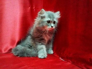 Persian Grey - Persian Cat