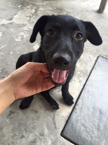 Blackie - Mixed Breed Dog