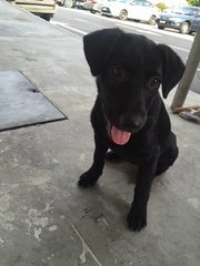 Blackie - Mixed Breed Dog