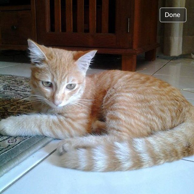 Sunkist Arjuna - Tabby Cat