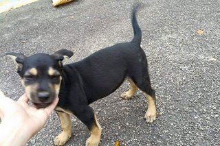 Two Stray Puppies - Mixed Breed Dog