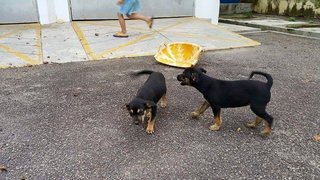 Two Stray Puppies - Mixed Breed Dog