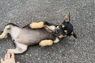 Two Stray Puppies - Mixed Breed Dog