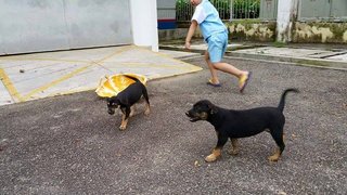 Two Stray Puppies - Mixed Breed Dog