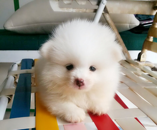 White Colour Pomeranian - Pomeranian Dog