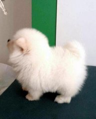 White Colour Pomeranian - Pomeranian Dog