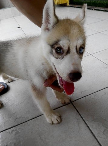 Female Siberian Husky Baby - Siberian Husky Dog