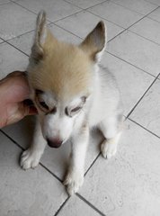 Female Siberian Husky Baby - Siberian Husky Dog