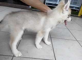 Female Siberian Husky Baby - Siberian Husky Dog