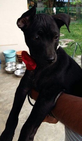 Pig Tail Pup - Mixed Breed Dog