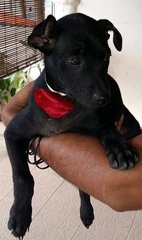 Pig Tail Pup - Mixed Breed Dog