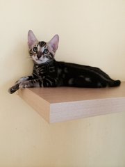 Nicolas - Bengal Cat