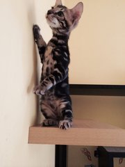 Nicolas - Bengal Cat