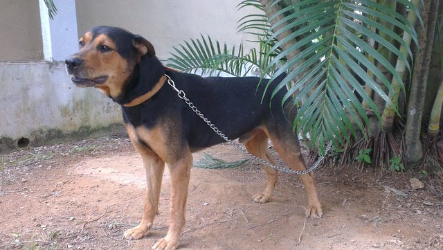 Fury - Rottweiler + Labrador Retriever Dog