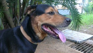 Fury - Rottweiler + Labrador Retriever Dog