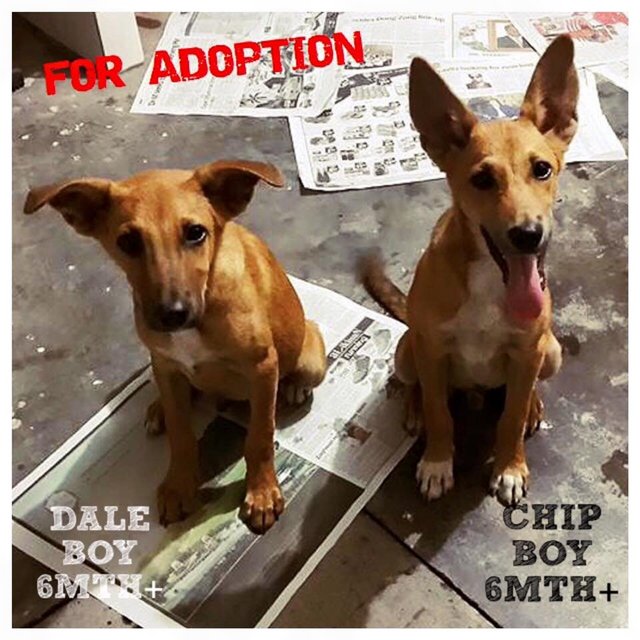 Chip &amp; Dale - Mixed Breed Dog