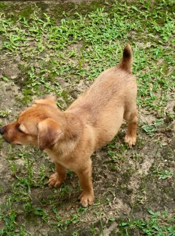 Bouncy - Mixed Breed Dog