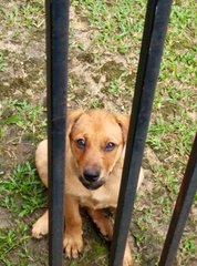 Bouncy - Mixed Breed Dog