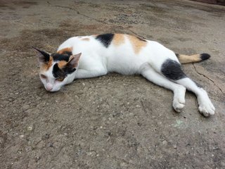 Kelly - Calico + Domestic Short Hair Cat