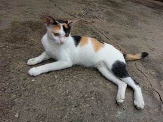 Kelly - Calico + Domestic Short Hair Cat