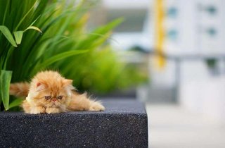 Persian( Rolex Baby) - Persian Cat