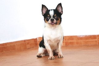 'mango' Small Apple Head Chihuahua - Chihuahua Dog