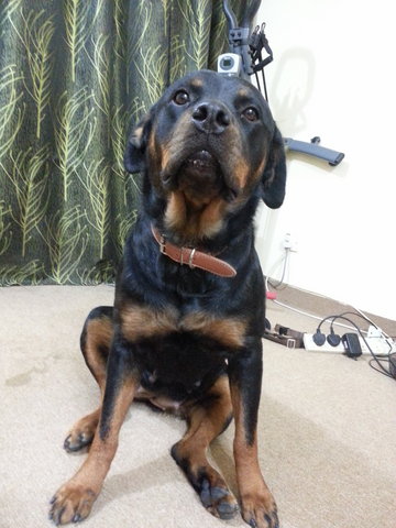 Lexy - Rottweiler Dog