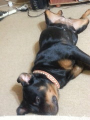 Lexy - Rottweiler Dog