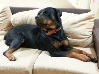 Lexy - Rottweiler Dog