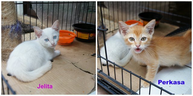 Jelita &amp; Perkasa - Domestic Short Hair Cat