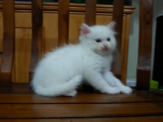 Putih Berseri - Domestic Long Hair + Persian Cat