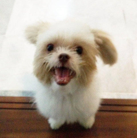 Kobe - Shih Tzu + Pomeranian Dog