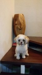 Kobe - Shih Tzu + Pomeranian Dog