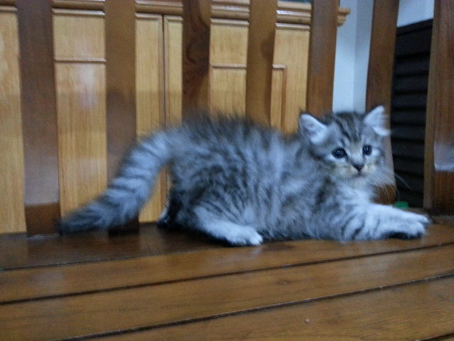 Gray Kitten - Domestic Long Hair + Persian Cat