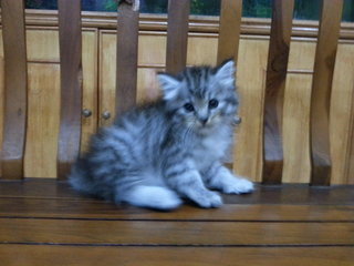 Gray Kitten - Domestic Long Hair + Persian Cat