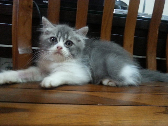 Kitten Baby - Persian Cat