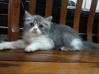 Kitten Baby - Persian Cat