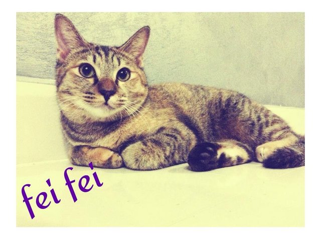 Feefee - Tabby Cat