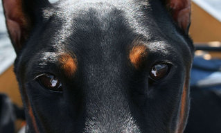 Doberman Pinscher - Doberman Pinscher Dog