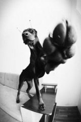 Doberman Pinscher - Doberman Pinscher Dog