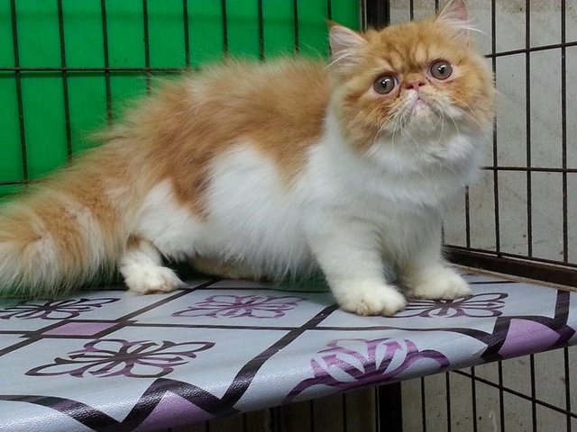 Ben - Persian Cat