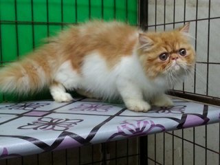 Ben - Persian Cat