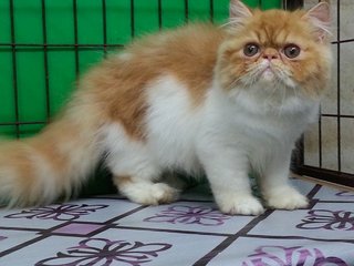 Ben - Persian Cat