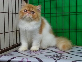 Ben - Persian Cat