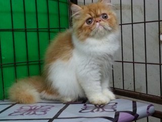 Ben - Persian Cat